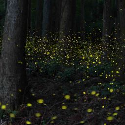 A Path Through the Dark